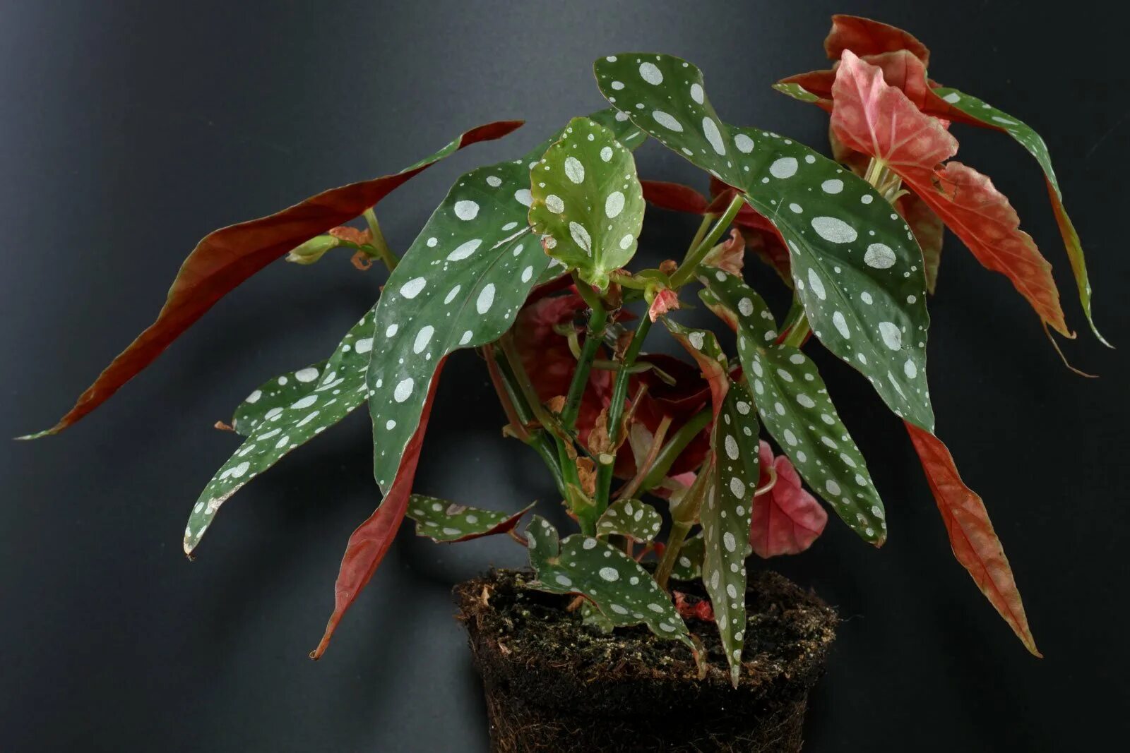 Пятнистый комнатный цветок фото Polka Dot Begonia (Begonia maculata)