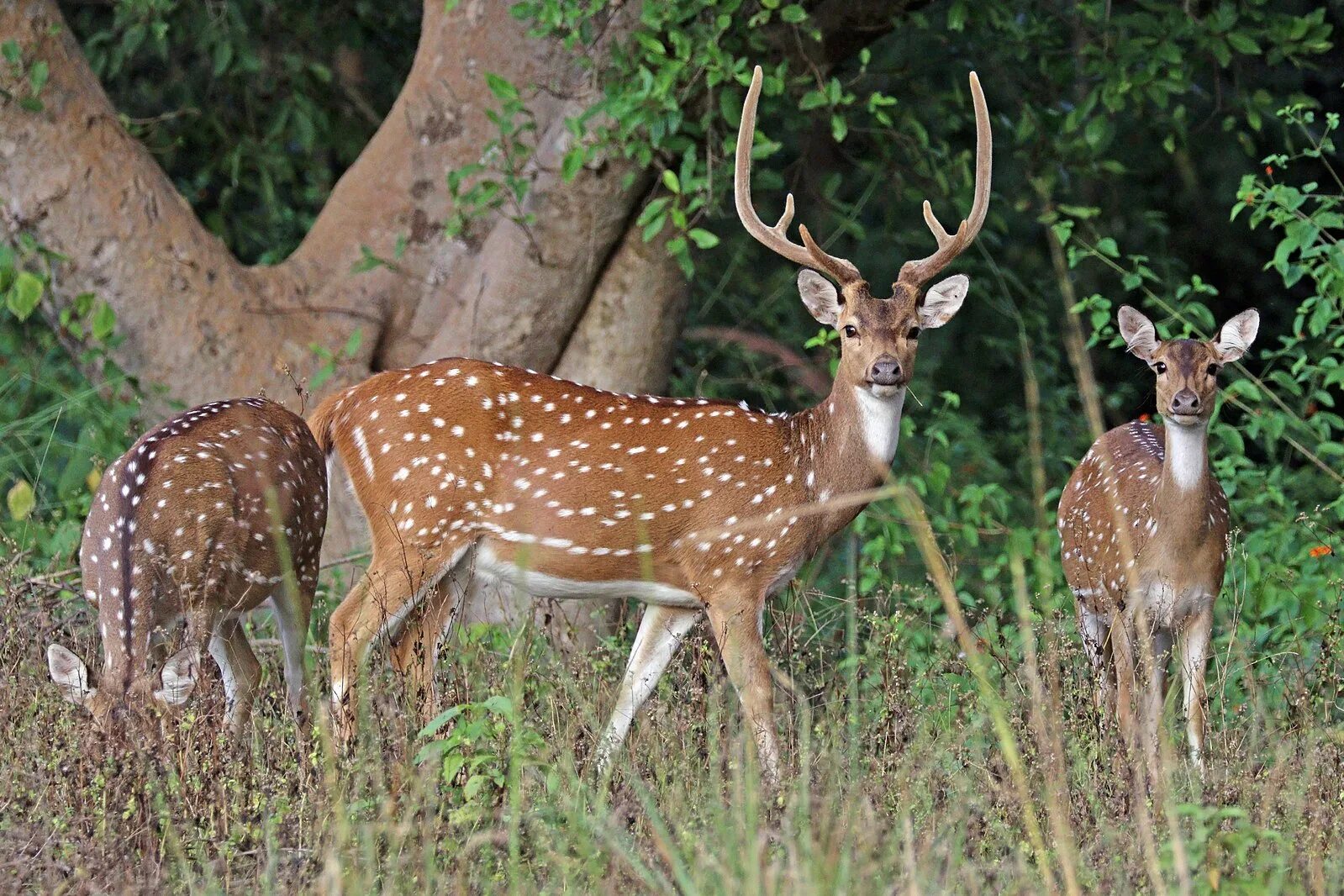 Пятнистый олень фото из красной книги File:Spotted deer (Axis axis) male.jpg - Wikipedia