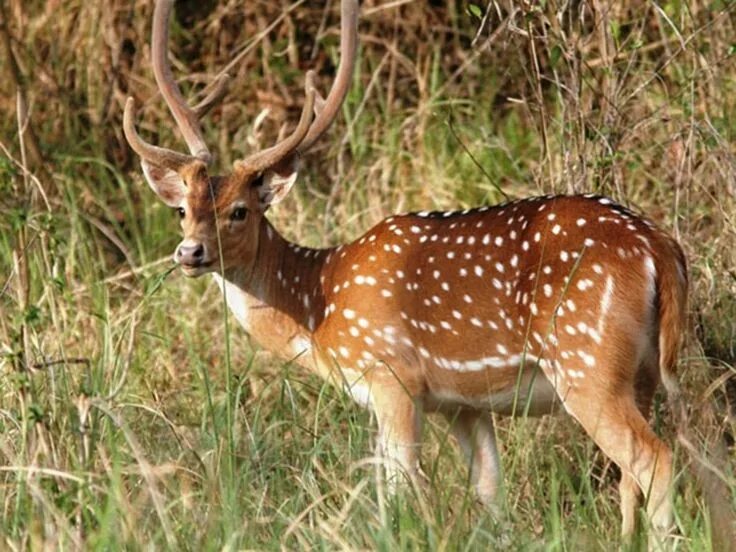 Пятнистый олень фото из красной книги Kanchendzonga National Park - in Sikkim, India Wildlife sanctuary, Wildlife, Chh