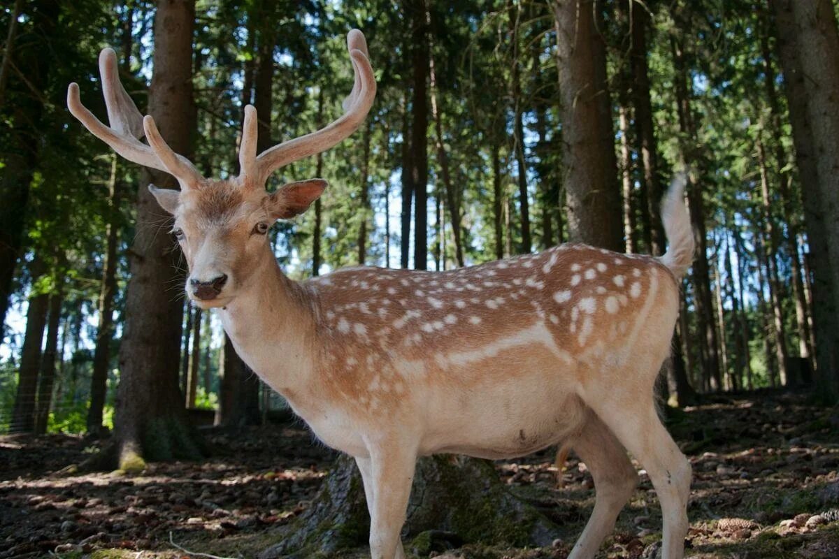 Пятнистый олень фото из красной книги 21 Wild Animals in North Korea Wildlife in North Korea - Kevmrc