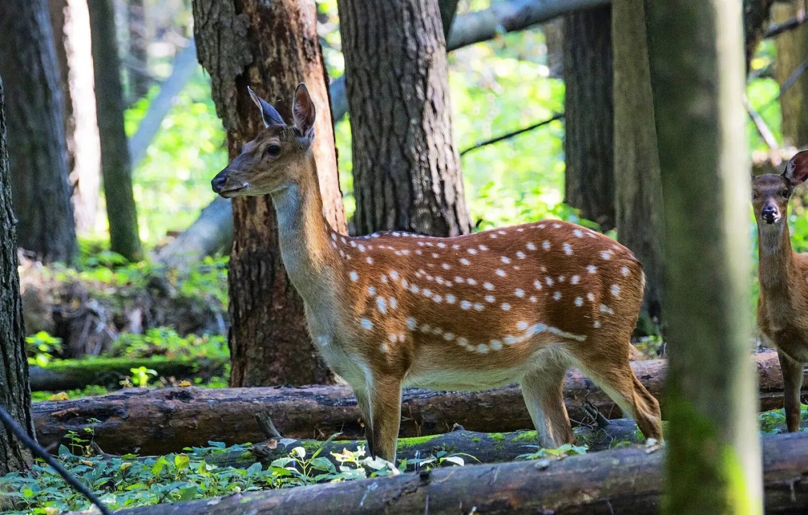 Пятнистый олень фото из красной книги To Kabardino-Balkar Republic hunted on Red Book animals Society Seldon News