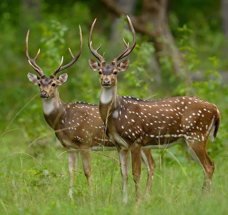 Пятнистый олень фото из красной книги Pin on ikwileentattooopmijnbil Forest and wildlife, Wildlife sanctuary, Deer spe