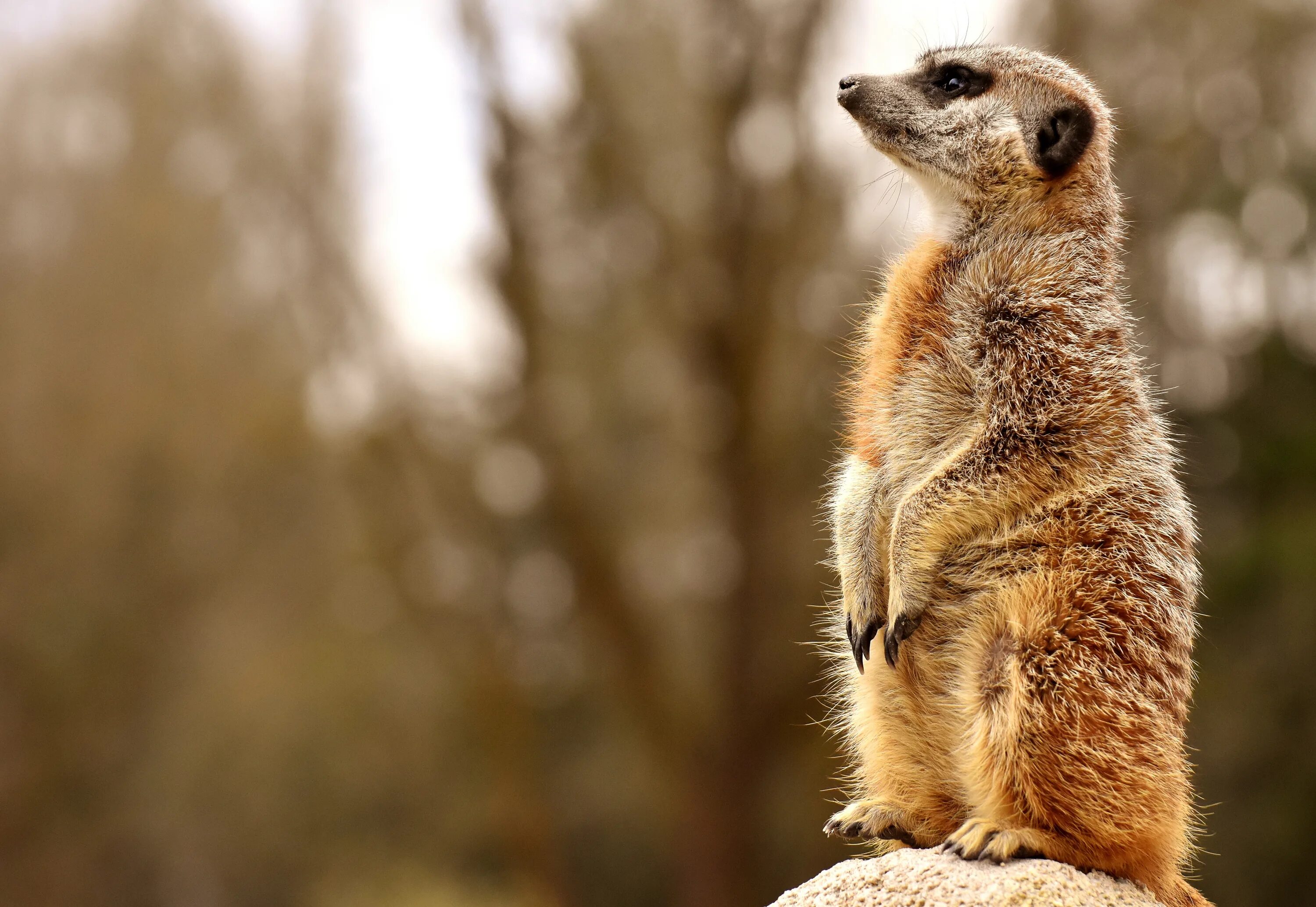 Пятница картинки позитивные необычные Meerkat Animal in Nature free image download