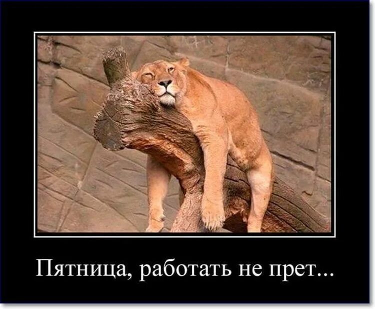 Пятница работа фото The lioness is tired - All Templates - Create meme / Meme Generator - Meme-arsen