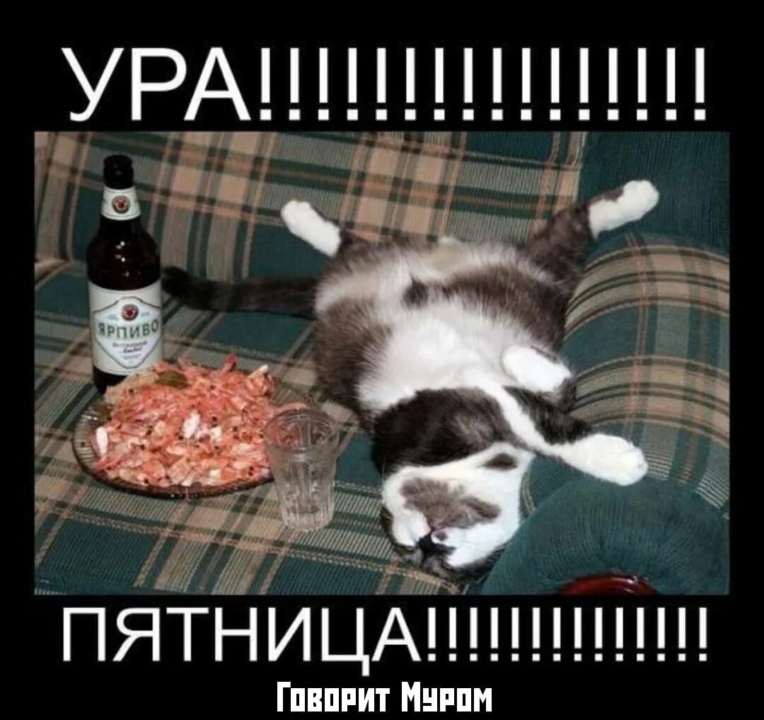 Пятница смешное фото На глиняной подушке... - Страница 939 - Дачные дневники 2023 - tomat-pomidor.com