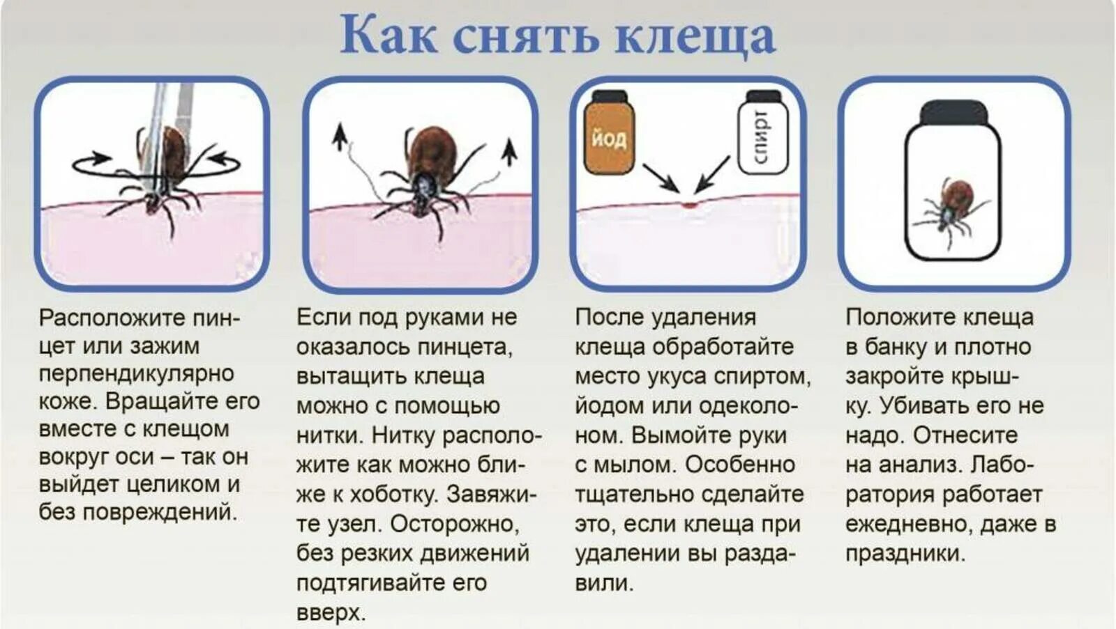 Пятно от клеща фото Действия после клеща