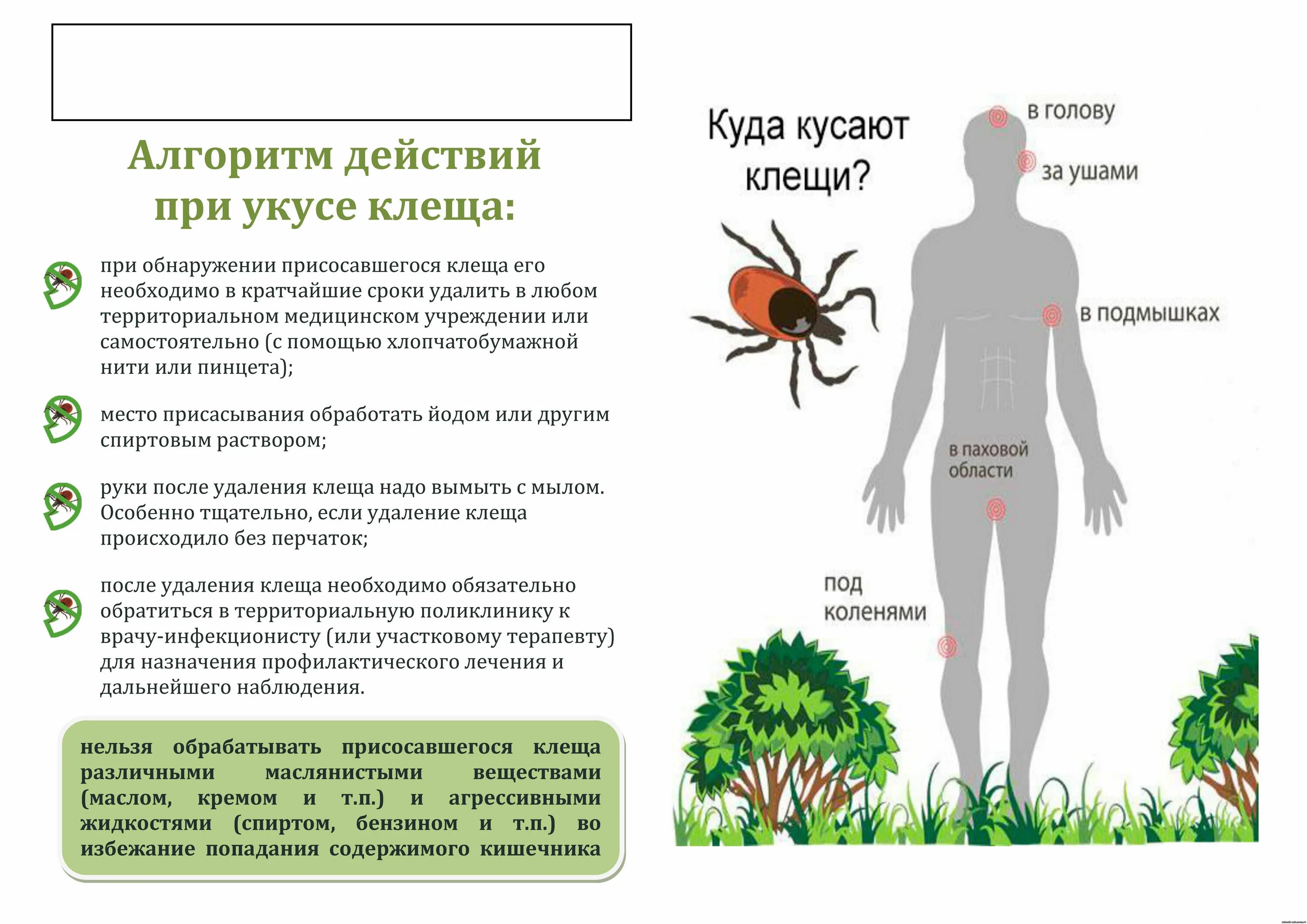 Пятно от клеща при боррелиозе фото Действия после клеща