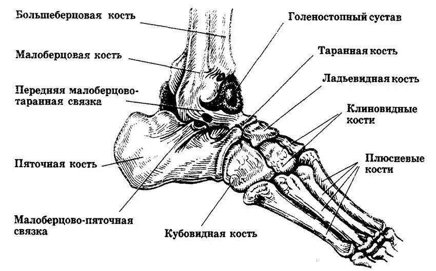 Пяточная кость фото как выглядит у человека Почему болят ахилловы сухожилия - советы и рекомендации врачей