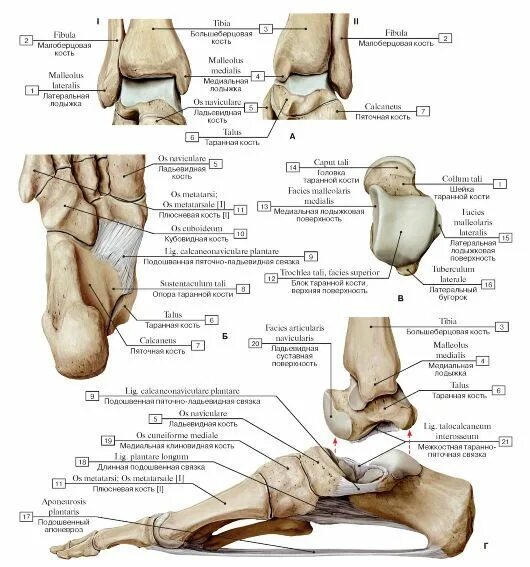 Пяточная кость фото как выглядит у человека СИСТЕМА СОЕДИНЕНИЯ КОСТЕЙ Анатомия и физиология, Анатомия, Анатомия человека