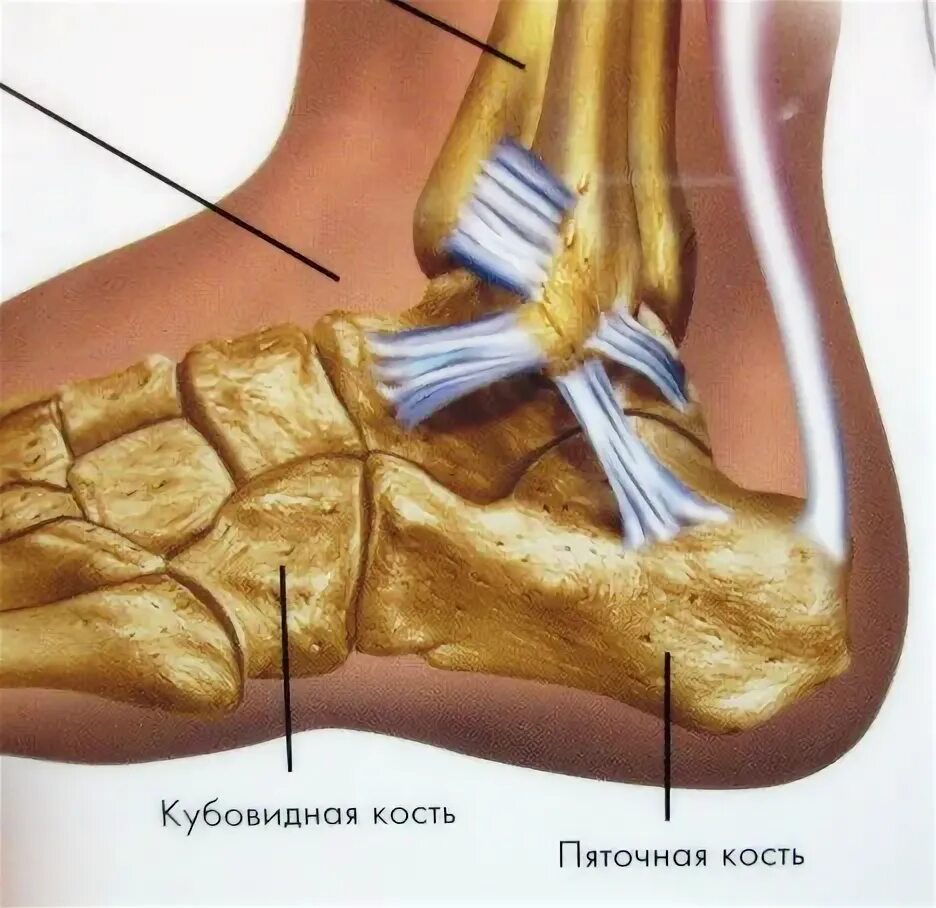 Пяточная кость фото как выглядит у человека Ортопедические салоны в Дмитрове, Дубне и Талдоме
