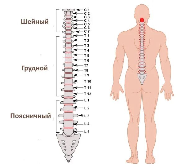 Пятый позвонок поясничного отдела где находится фото Можно ли делать массаж при хондрозе шейного отдела?