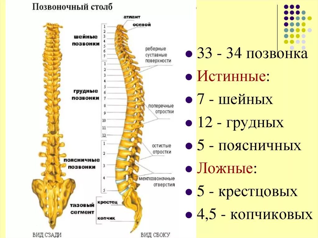 Пятый позвонок поясничного отдела где находится фото Картинки ПОЗВОНОЧНЫЙ СТОЛБ ОТДЕЛЫ ИЗГИБЫ