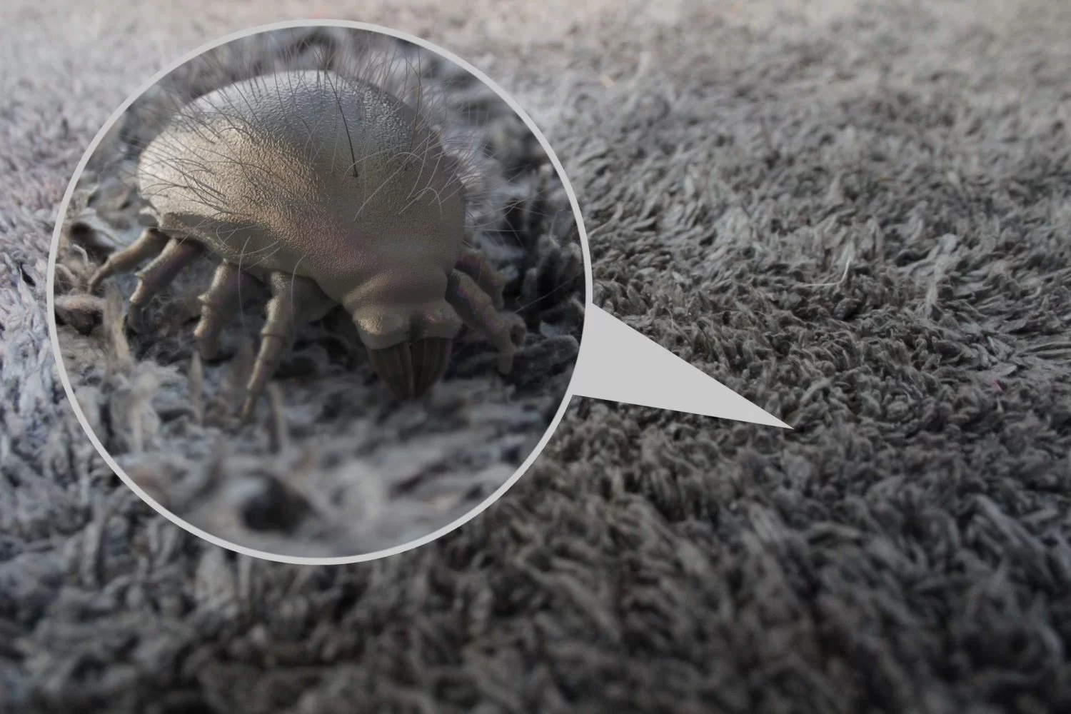 Пылевой клещ фото Indoor Pollution: How to Get Rid of Dust Mites in The Home?