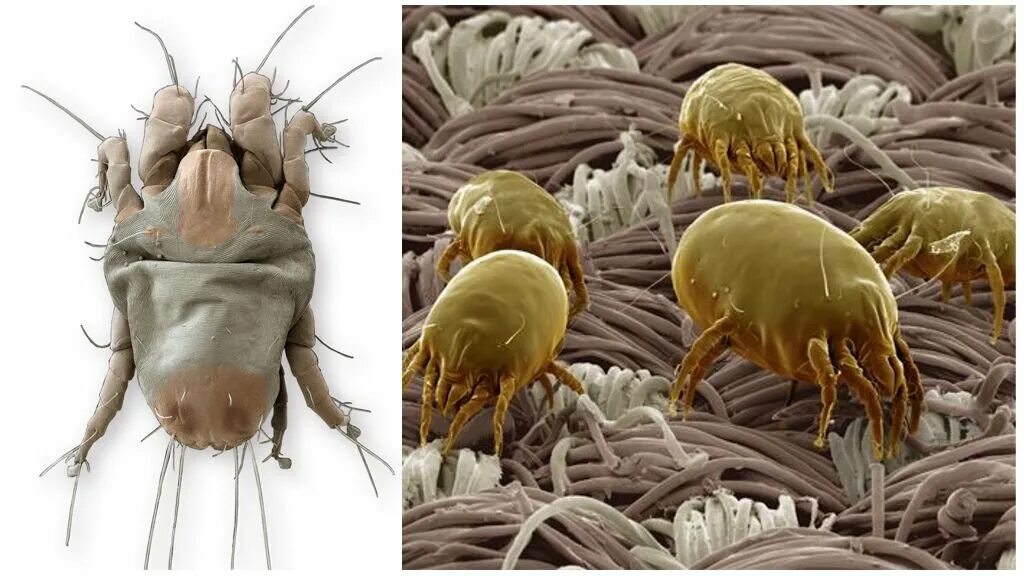 Пылевой клещ фото на теле Каких животных не станет, если исчезнут люди Мир домашних животных Дзен
