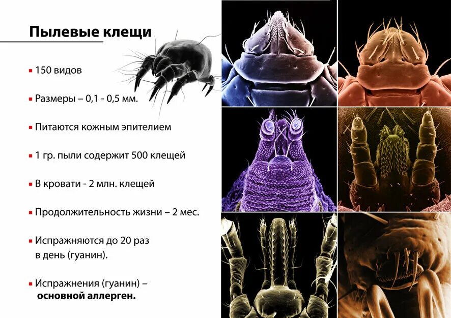 Пылевые клещи аллергия на коже фото Аллергия на домашнюю пыль - причины и признаки Мир семьи: здоровье и уют Дзен