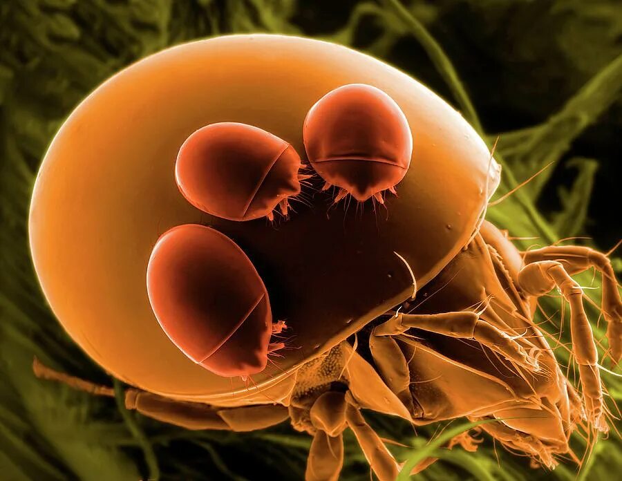 Пылевые клещи фото под микроскопом Mite Commensalism Photograph by Thierry Berrod, Mona Lisa Production/ Science Ph