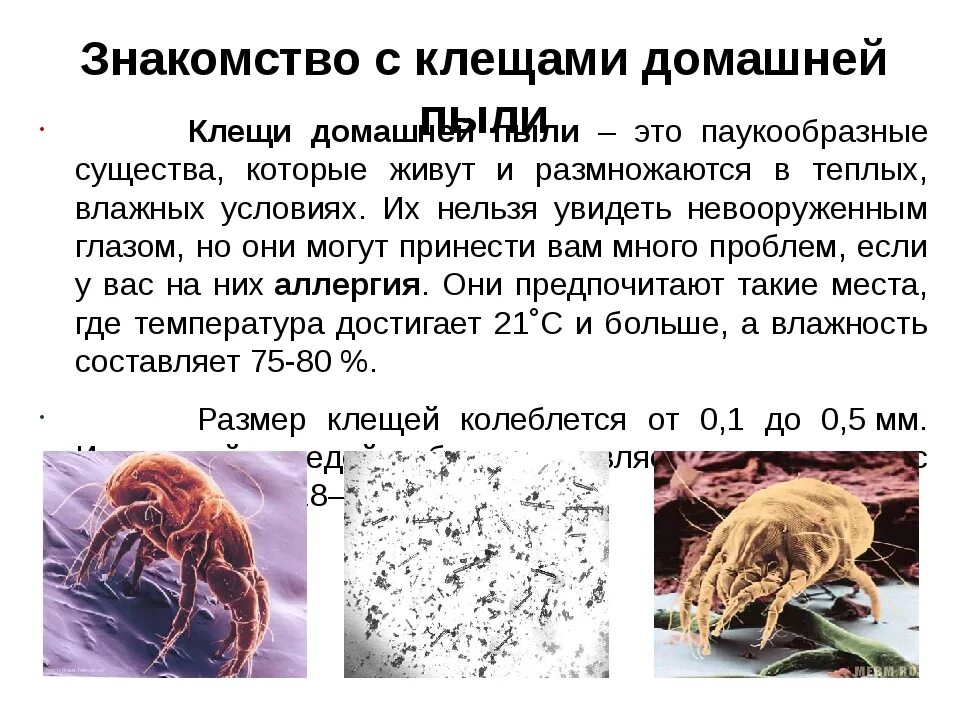 Пылевые клещи укусы фото на теле человека Пылевой клещ чем опасен для человека