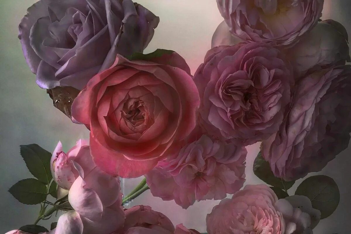 Пыльная роза фото Nick Knight’s "Unreal, Surreal" Roses Are Going on Display Again Bloom, Bloom bo