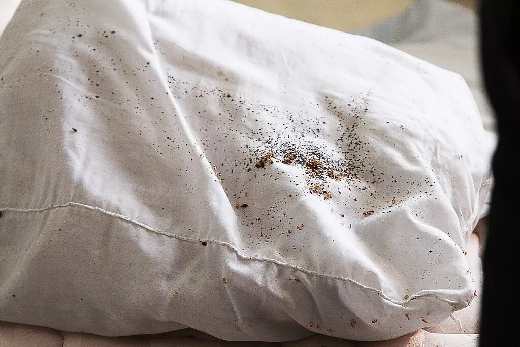 Пыльный клоп фото Bed Bugs Infest Pillows A close up of a bed bug infested p. Flickr