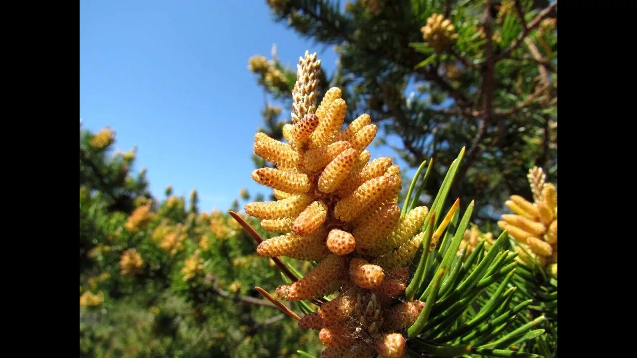 Пыльца сосны фото What Are The Health Benefits of Pine Pollen? - YouTube