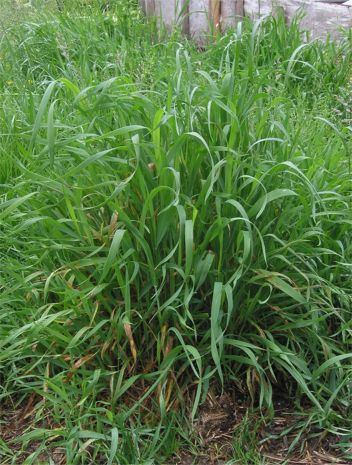 Пырей фото как выглядит трава крупным планом Quack grass Invasive Weed, Perennial Grass, Creeping Rhizomes Britannica