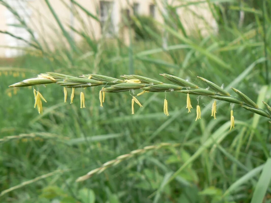 Пырей ползучий семена фото Elytrigia repens - Image of an specimen - Plantarium