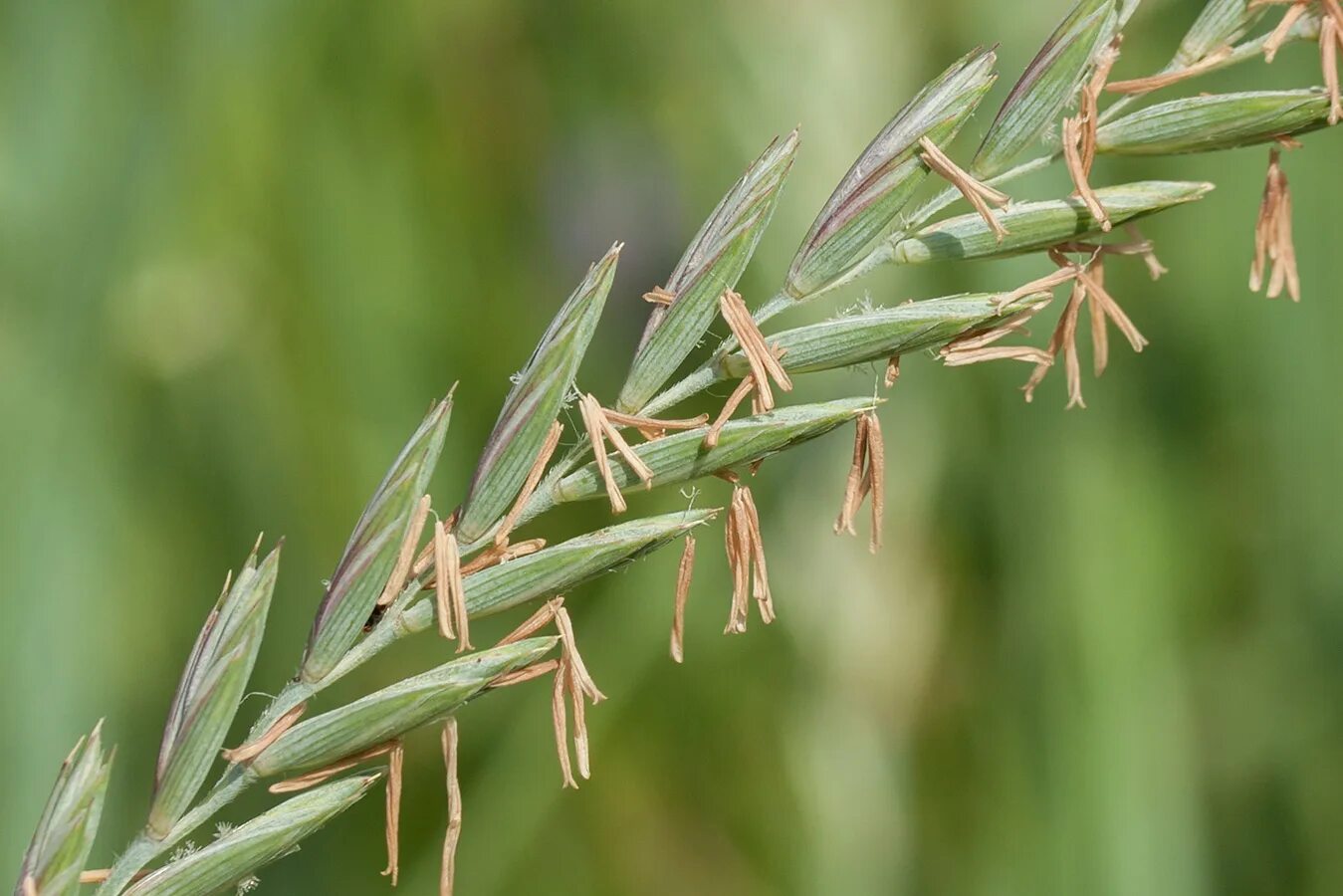 Пырей трава фото Elytrigia repens - Image of an specimen - Plantarium