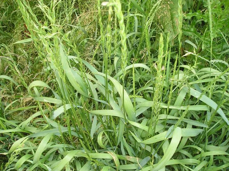 Пырей трава фото Пырей ползучий Herbs, Grass, Plants