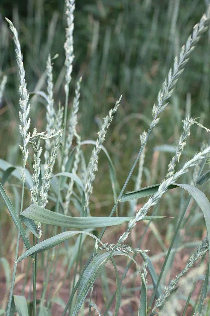 Пырей ползучий Herbs, Herbalist, Plants