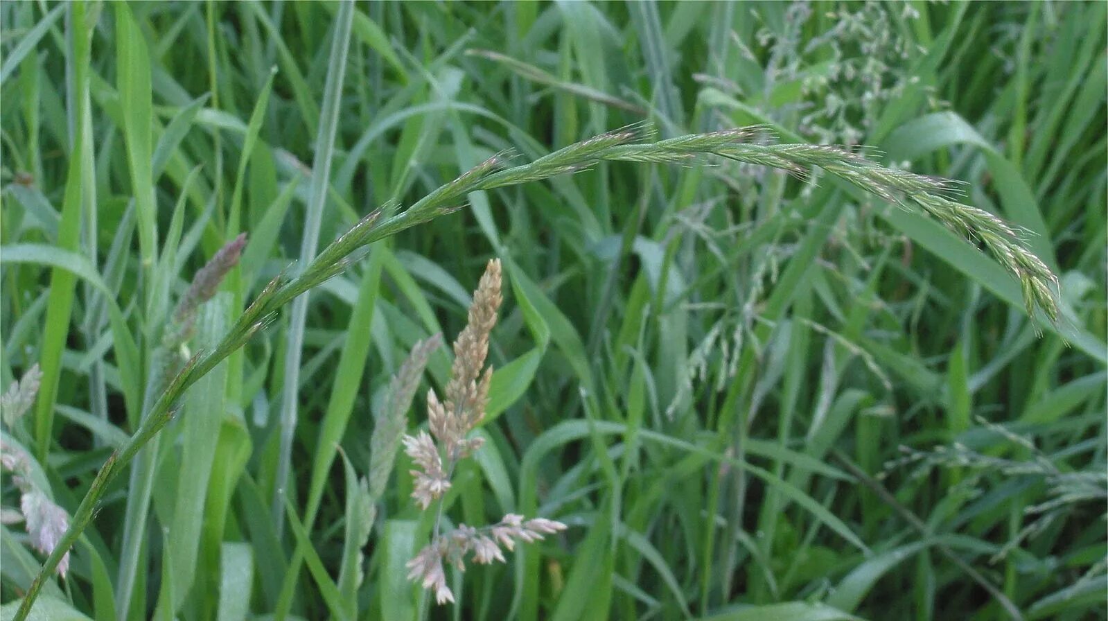 Пырей трава сорняк фото Файл:Kweek bloeiwijze Elytrigia repens.jpg - Вікіпедія