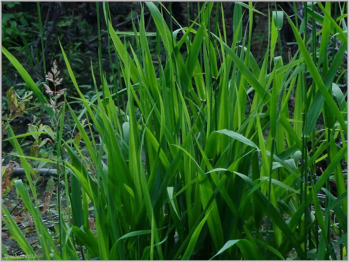 Пырей трава сорняк фото Phalaroides arundinacea - Image of an specimen - Plantarium