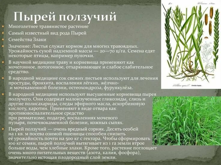 Пырей трава свойства фото Пырей ползучий Herbs, Herbalist, Plants