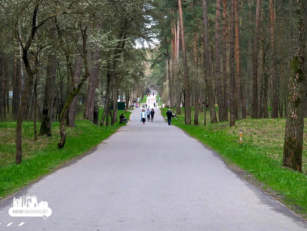 Пышка в лесу фото По всей Беларуси ограничили посещение лесов