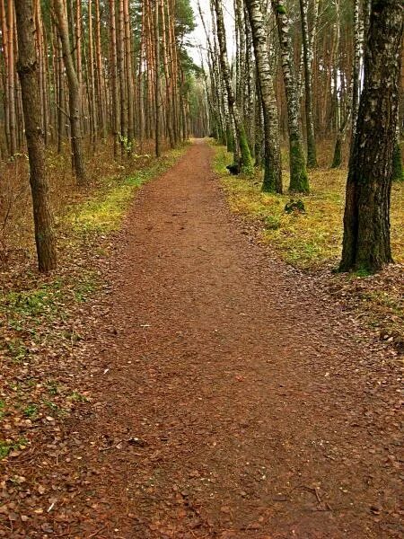 Пышки гродно тропа здоровья фото Терренку́р - "Тропа здоровья" - Гродно