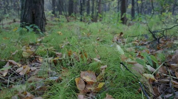 Пышминские озерки фото екатеринбург Лесопарк "Пышминские озерки" - Екатеринбург