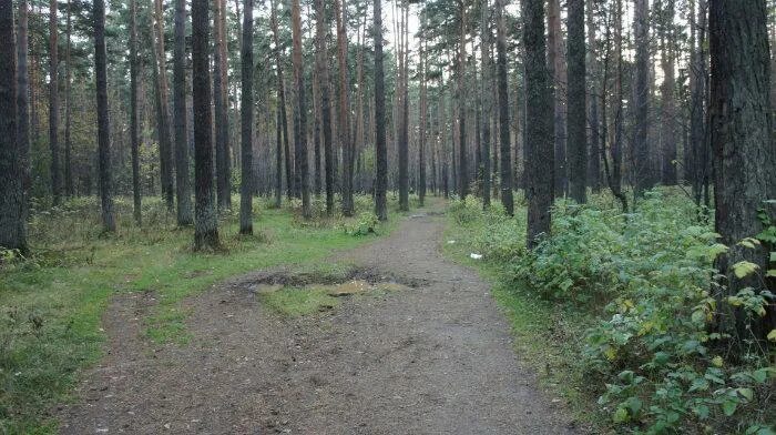 Пышминские озерки фото екатеринбург Лесопарк "Пышминские озерки" - Екатеринбург