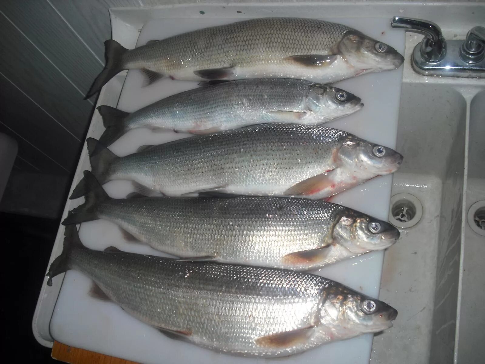 Пыжьян рыба фото Lake Superior Whitefish - Other Species of Fish - Thunder Bay Fishing