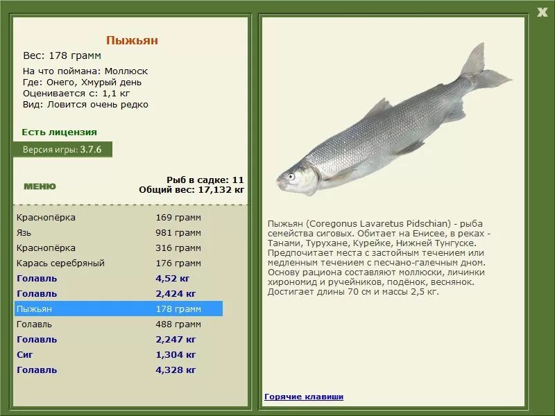 Пыжьян рыба фото описание цена РУССКАЯ РЫБАЛКА Installsoft Edition