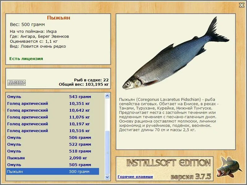 Пыжьян рыба фото описание цена за кг турниры * РУССКАЯ РЫБАЛКА