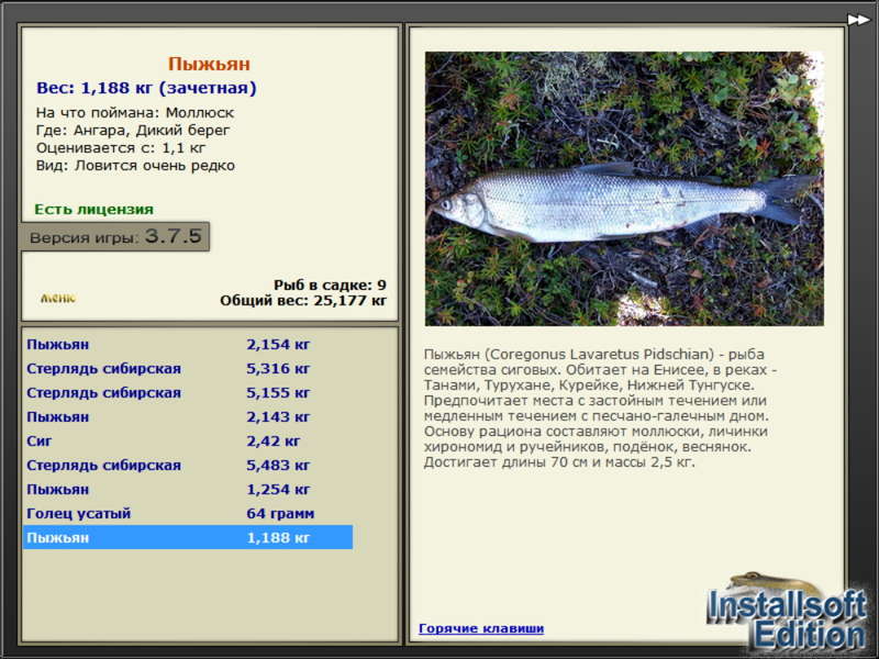 Пыжьян рыба фото описание цена за кг турниры * РУССКАЯ РЫБАЛКА
