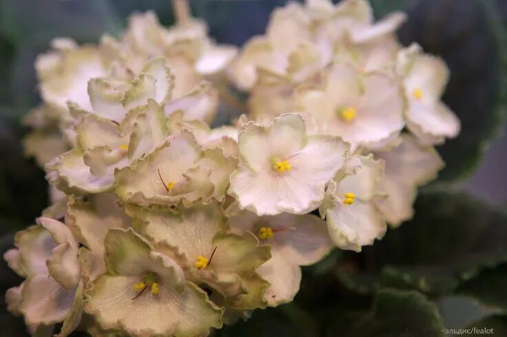 Р водяная лилия фиалка фото Pin on Фиалки African violets, Flowers, African