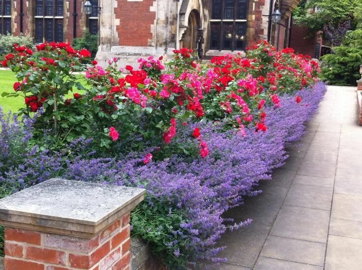 Рабатка в ландшафтном дизайне Pembroke College gardens! Lovely... Rose garden design, Lavender garden, Rose ga