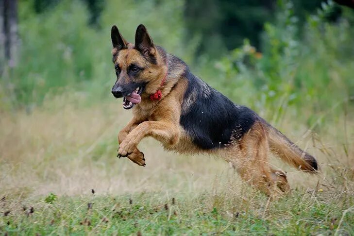 Рабочая немецкая овчарка фото German Shepherd Dog Dog Breed Information Perros pastor alemán, Perros, Nombres 