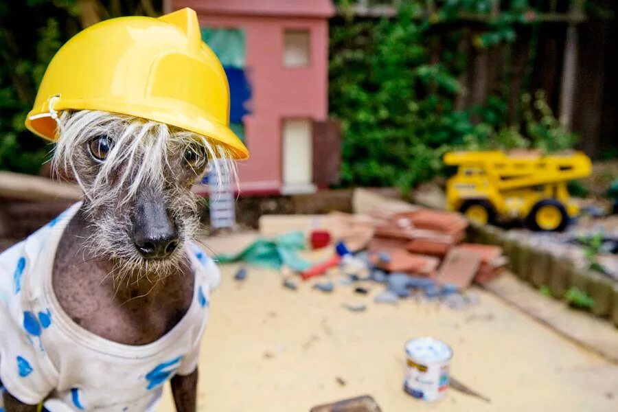 Рабочие смешные фото This 'Loving' Dog Found With A Jug Stuck On Her Head Is Waiting For A Family To 