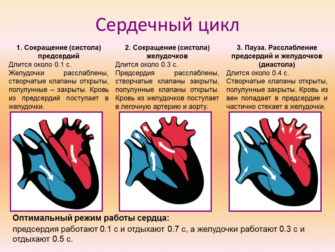 Работа сердца фото Презентация к уроку биологии "Органы кровообращения"