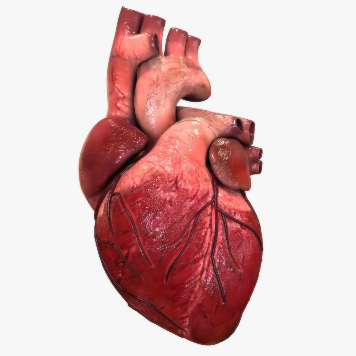 Работа сердца фото Human Heart 3D Model #AD ,#Human# Heart# Model Human heart anatomy, Human heart,