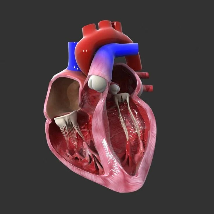 Работа сердца фото human heart medical animation model Human heart, Human anatomy art, Human body a