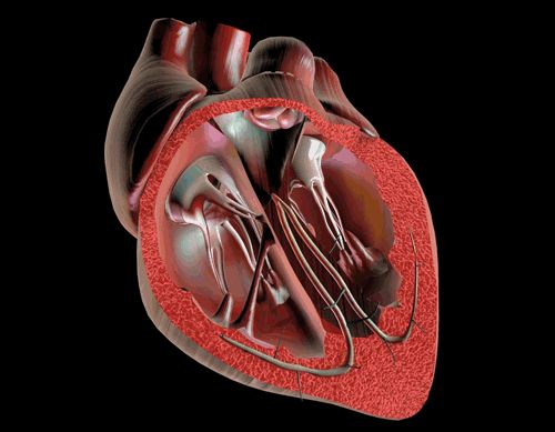 Работа сердца фото heart beating animated image Circulatory system, Human anatomy and physiology, C