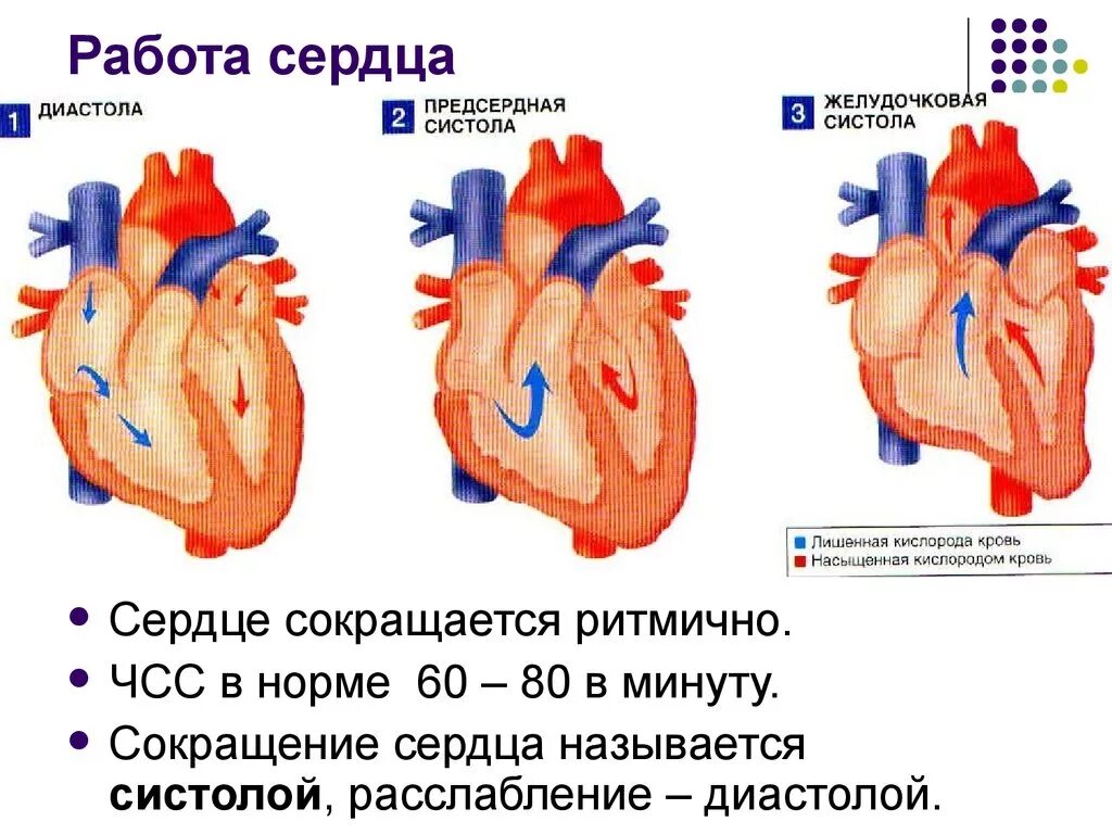 Работа сердца фото Покажи работу сердца