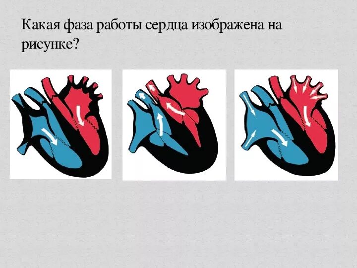 Работа сердца фото Конспект и презентация по теме "Движение лимфы"